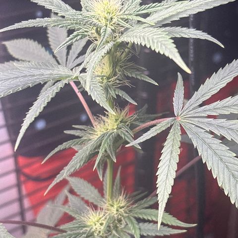 Cookies Gelato growlog timeline photo