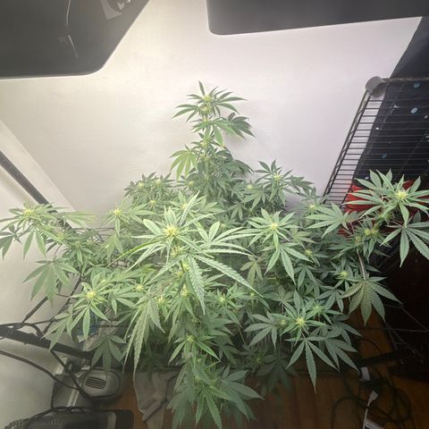 Cookies Gelato growlog timeline photo