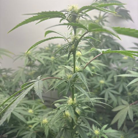 Cookies Gelato growlog timeline photo