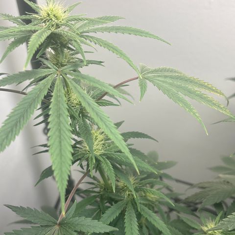 Cookies Gelato growlog timeline photo