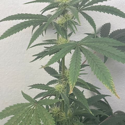 Cookies Gelato growlog timeline photo