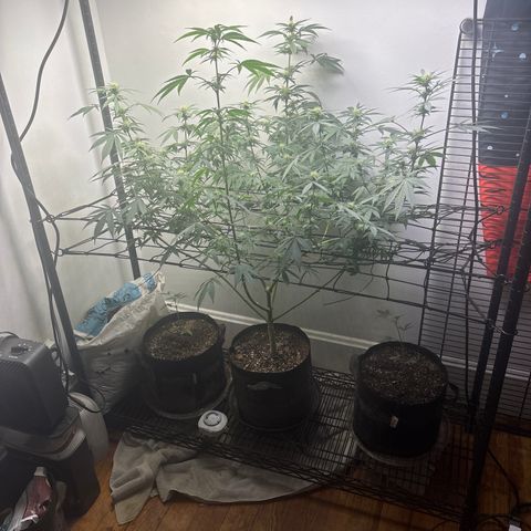 Cookies Gelato growlog timeline photo