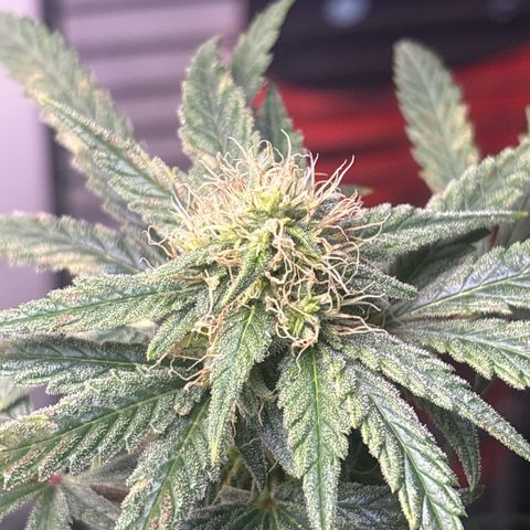 Cookies Gelato growlog timeline photo