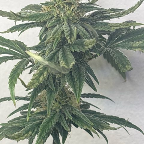 Cookies Gelato growlog timeline photo