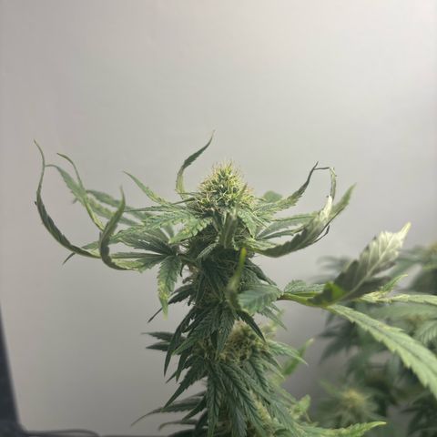 Cookies Gelato growlog timeline photo