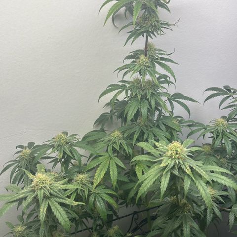 Cookies Gelato growlog timeline photo