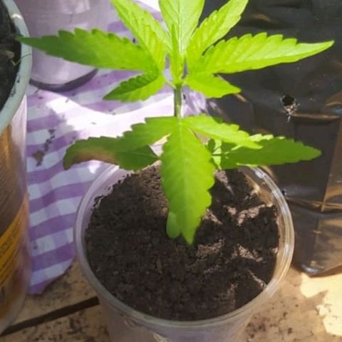 Auto Purple Punch growlog timeline photo