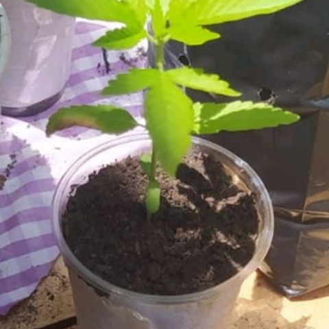 Auto Purple Punch growlog timeline photo