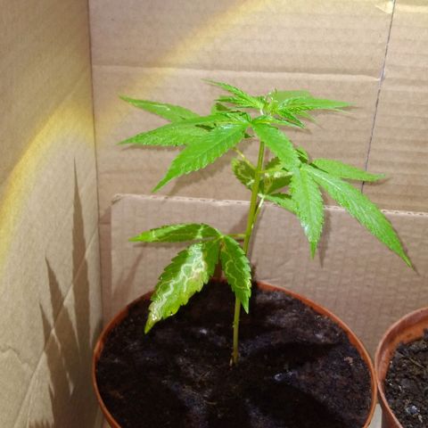 Auto Purple Punch growlog photo: Ayer en la noche 
