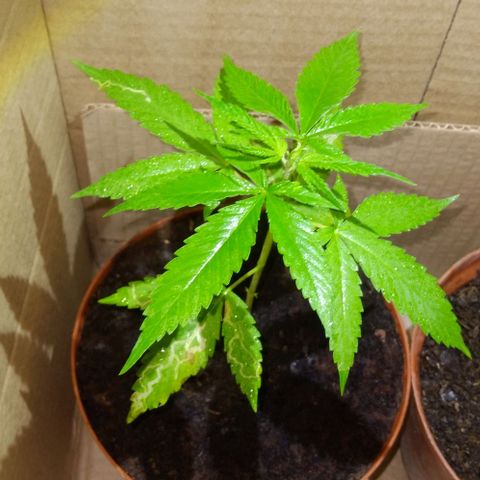 Auto Purple Punch growlog photo: Ayer en la noche 