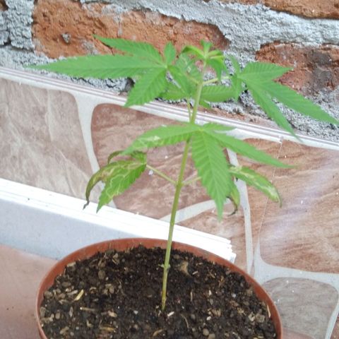 Auto Purple Punch growlog photo: Ayer 11 de octubre 