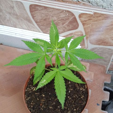 Auto Purple Punch growlog photo: Ayer 11 de octubre 