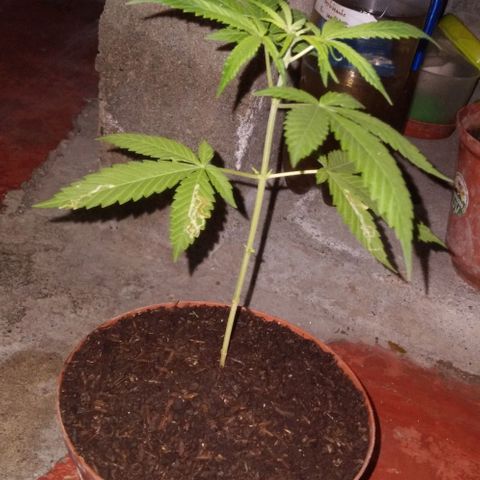 Auto Purple Punch growlog photo: Seguimiento 