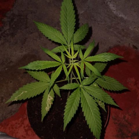 Auto Purple Punch growlog photo: Seguimiento 