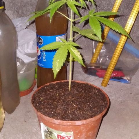 Auto Purple Punch growlog timeline photo