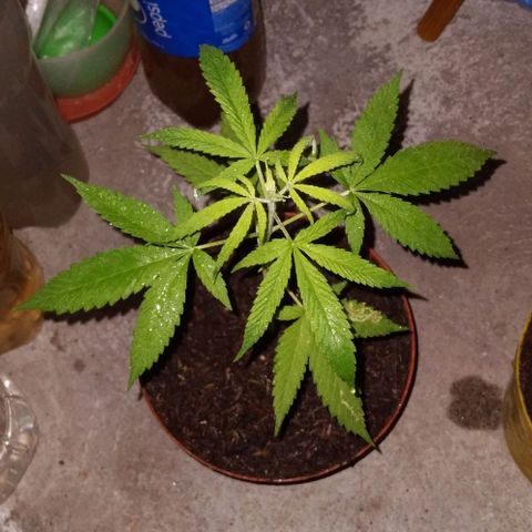 Auto Purple Punch growlog timeline photo