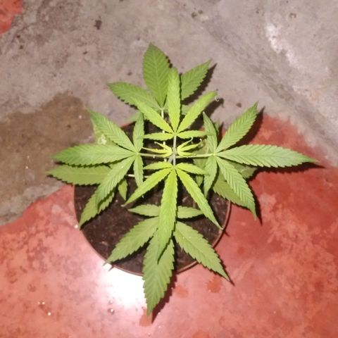 Auto Purple Punch growlog timeline photo