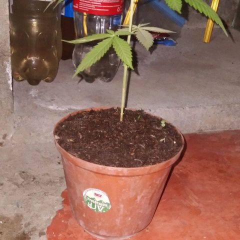 Auto Purple Punch growlog timeline photo