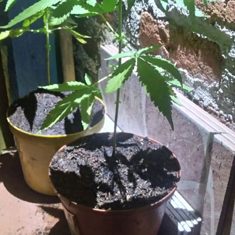 Auto Purple Punch growlog timeline photo