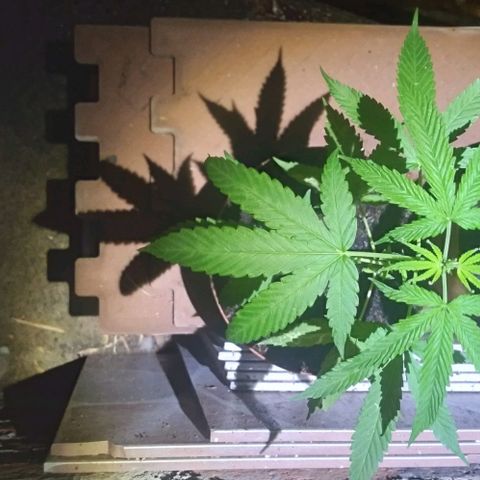 Auto Purple Punch growlog timeline photo