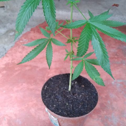Auto Purple Punch growlog timeline photo