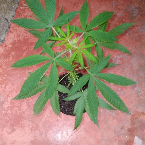 Auto Purple Punch growlog timeline photo