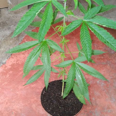 Auto Purple Punch growlog timeline photo
