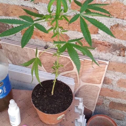 Auto Purple Punch growlog timeline photo