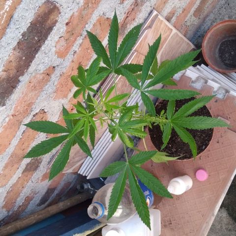 Auto Purple Punch growlog timeline photo
