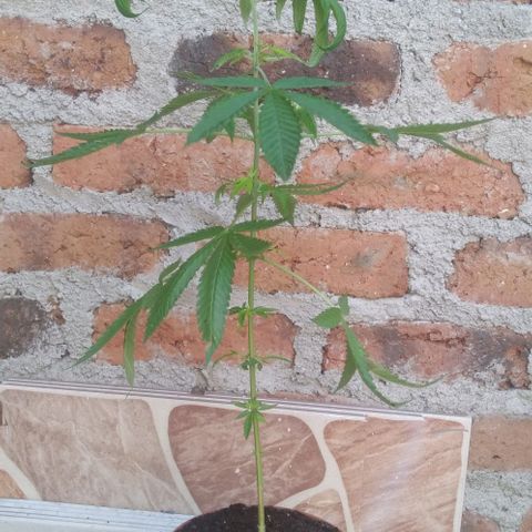 Auto Purple Punch growlog timeline photo