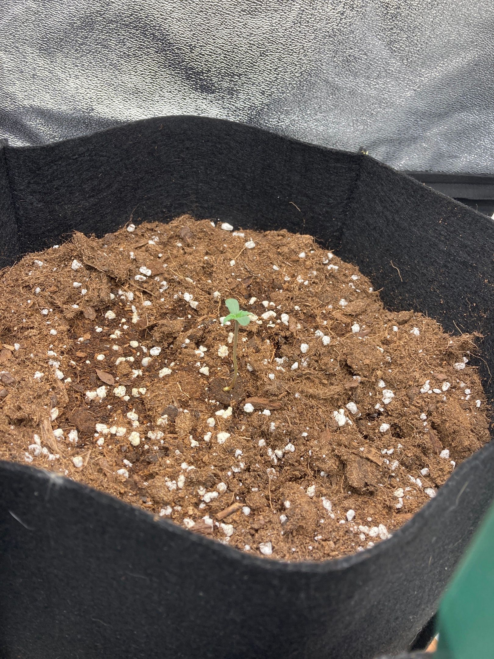 Fat banana growlog header