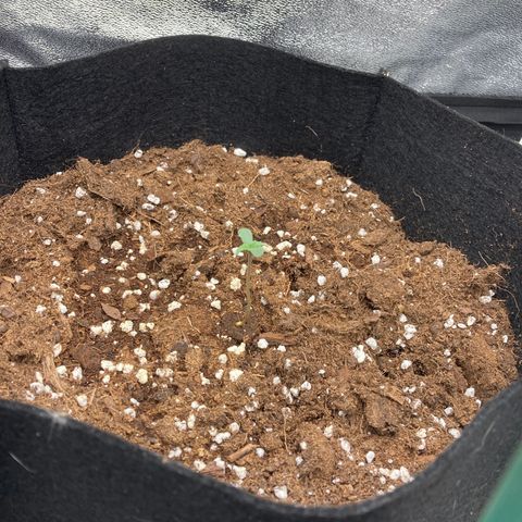 Fat banana growlog photo