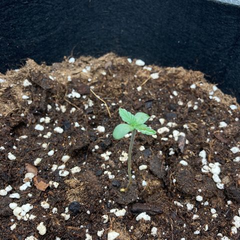 Fat banana growlog photo