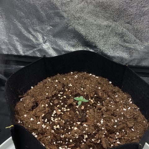 Fat banana growlog photo