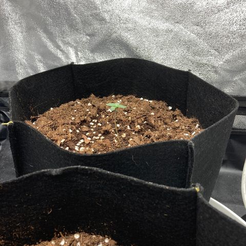 Fat banana growlog photo