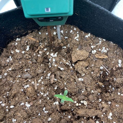 White widow  growlog timeline photo