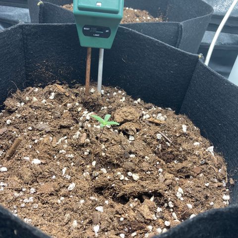 White widow  growlog timeline photo