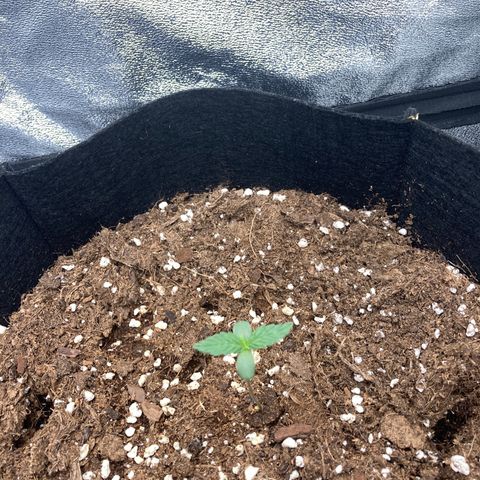 Fat banana growlog timeline photo