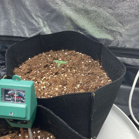Fat banana growlog timeline photo