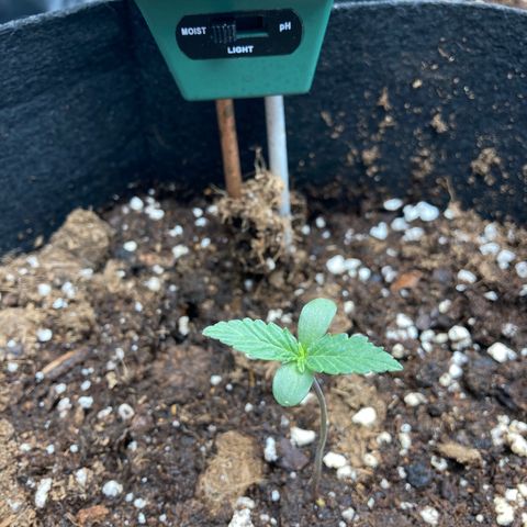Fat banana growlog photo