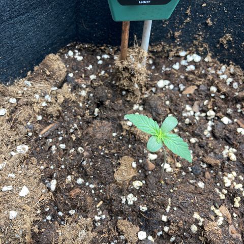 Fat banana growlog timeline photo