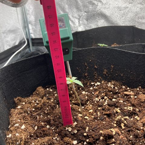 Fat banana growlog timeline photo