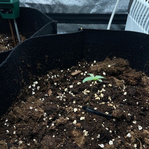 Fat banana growlog timeline photo