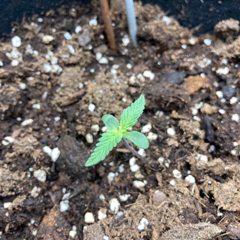 White widow  growlog timeline photo