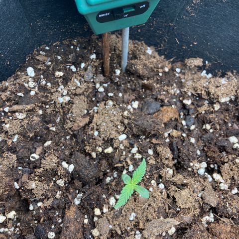 White widow  growlog timeline photo