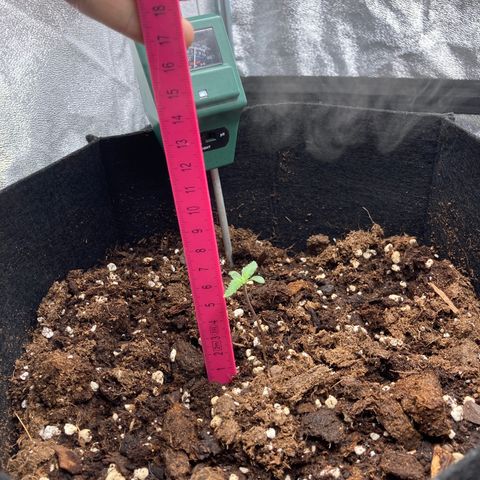 White widow  growlog timeline photo