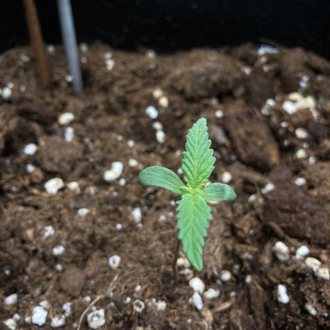 White widow  growlog timeline photo