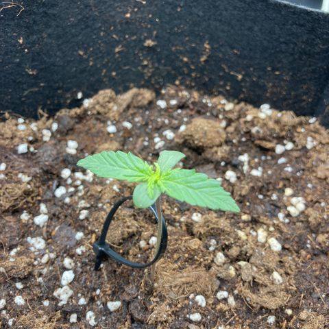 Fat banana growlog timeline photo