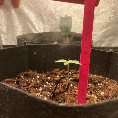 Fat banana growlog timeline photo