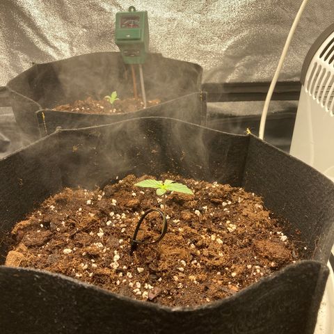 Fat banana growlog timeline photo